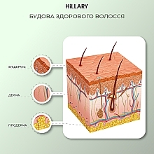 УЦІНКА Шампунь для росту волосся - Hillary Hop Cones & B5 Hair Growth Invigorating * — фото N11