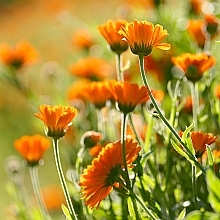 Дитячий крем під підгузок від попрілостей "Календула" - Weleda Calendula Babycream — фото N13