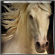 Тени для век - Chantecaille Matte Eye Shade Wild Mustang Collection — фото N2