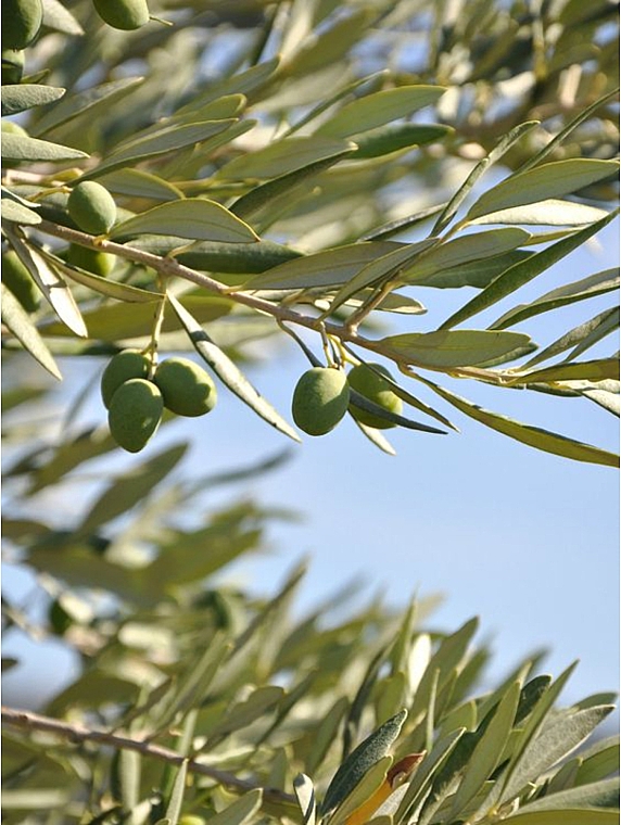Олія сквалан - SkinDivision 100% Pure Olive Squalane — фото N5