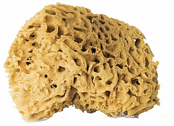 Натуральная губка, коричневая, 12,5 см - Hhuumm 01F Natural Sponge — фото N1