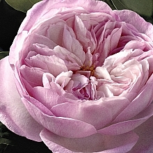 Chloé Rose Naturelle Intense - Парфюмированная вода (мини) — фото N7