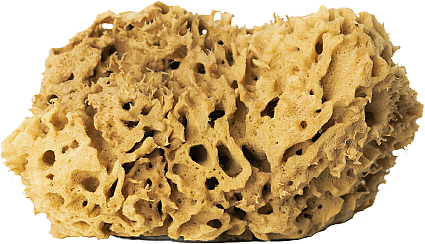 Натуральная морская губка, коричневая, 17,5 см - Hhuumm 02H Natural Sponge — фото N1