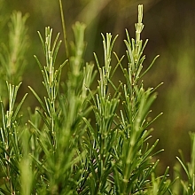 УЦЕНКА Тоник-стимулятор при потере волос с экстрактом розмарина - Weleda Revitalising Hair Tonic With Rosemary * — фото N10