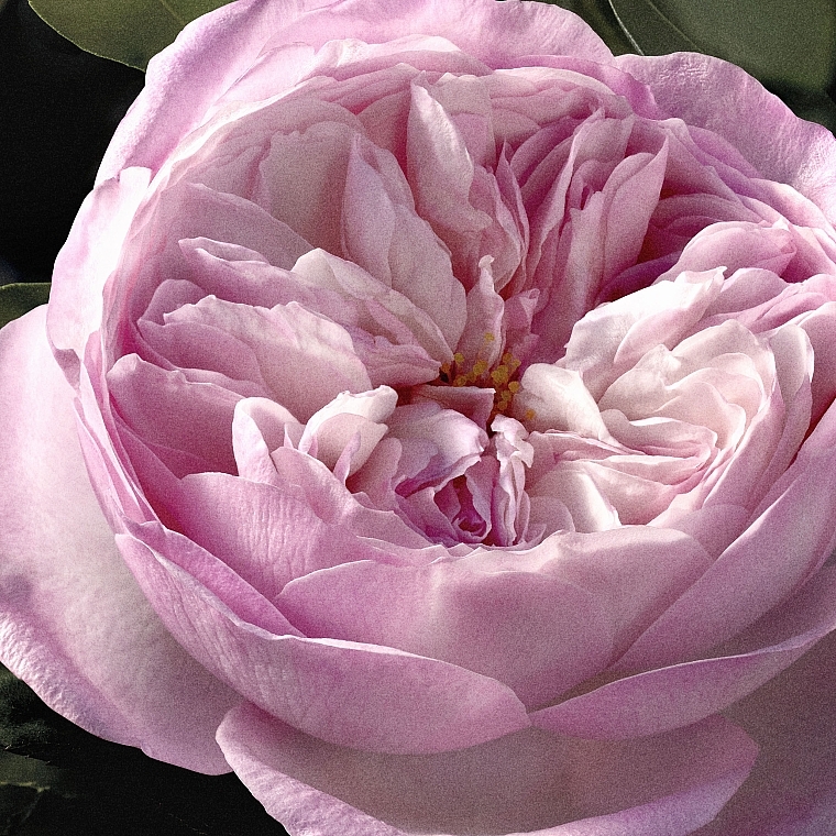 Chloé Rose Naturelle Intense - Парфюмированная вода (мини) — фото N7