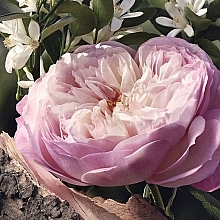Chloé Rose Naturelle - Парфюмированная вода — фото N6
