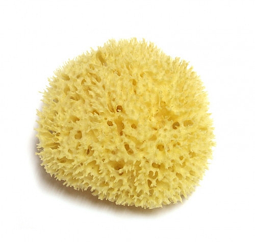 Натуральная морская губка, 17.8 см - Hydrea London Honeycomb Sea Sponge Premium Quality — фото N2