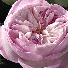 Chloé Rose Naturelle Intense - Парфюмированная вода — фото N6