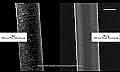 Професійна змивна сироватка для молекулярного відновлення структури волосся - L'Oreal Professionnel Serie Expert Absolut Repair Molecular Serum — фото N2