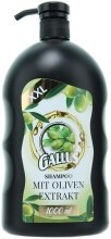 Духи, Парфюмерия, косметика Шампунь с экстрактом оливы - Gallus Shampoo Oliver