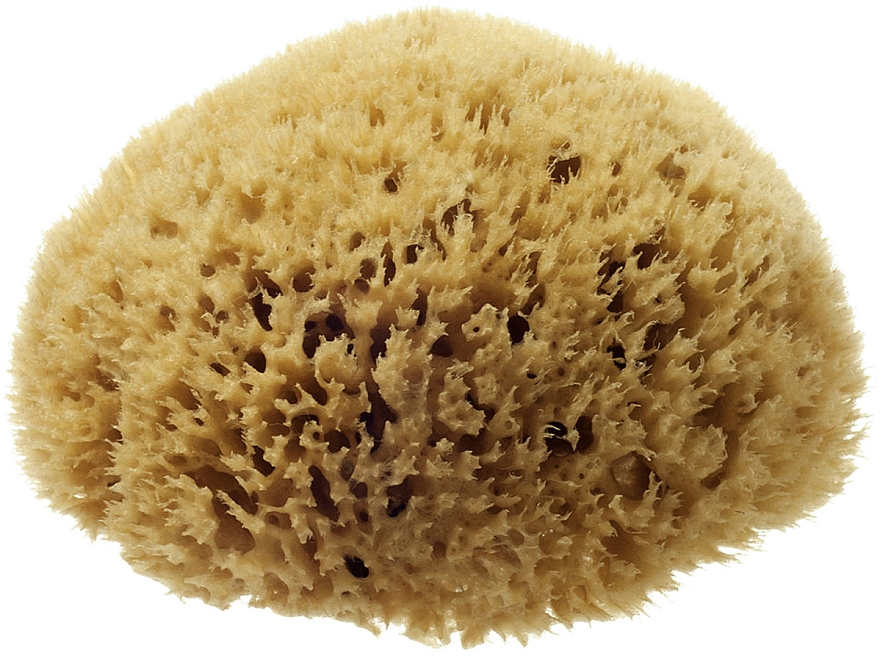 Натуральна морська губка "Honeycomb Sea Sponge", 10.16 см - Hydrea London — фото N1